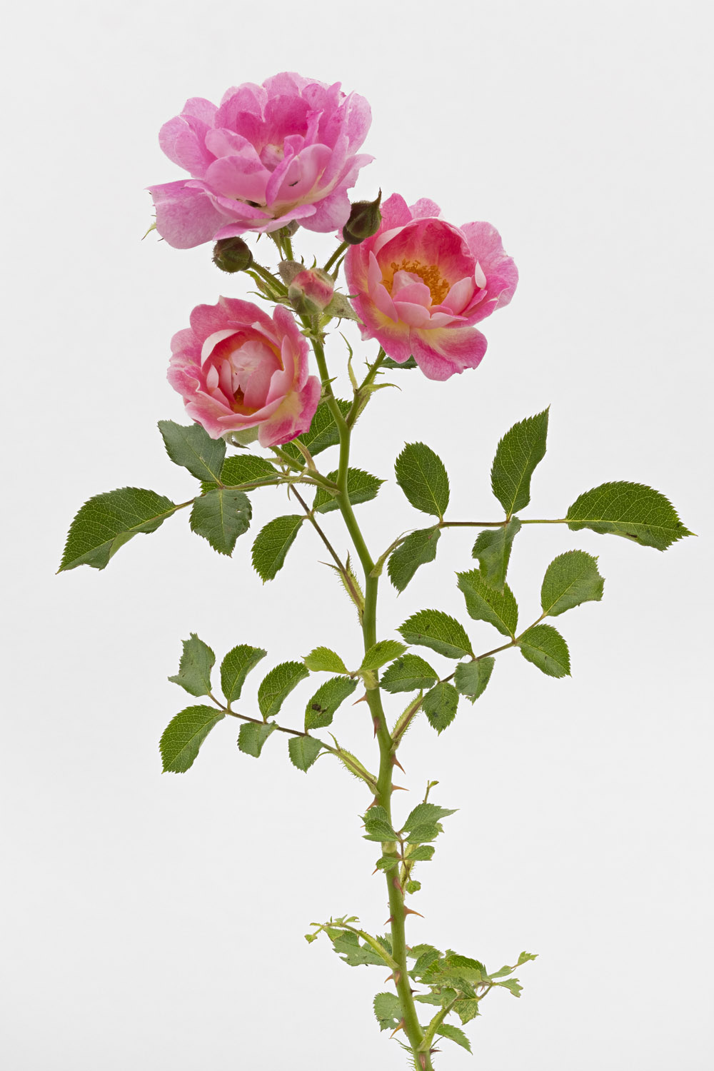 Jardin de Bagatelle #pierrejosephredout&eacute;